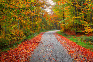 Naklejka premium It's autumn time. Colorful leaves on the trees. Colorful leaves fallen to the ground. Autumn mood. Uludag National Park, Bursa.