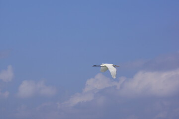 White heron flying in the sky of Crete, Greece