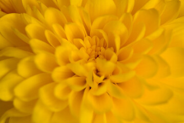 yellow flower macro