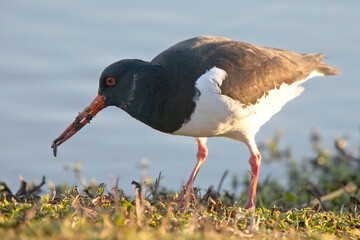 Eurasian Oystercatcher, (Haematopus ostralegus), feeding near water's edge, Gloucestershire, England, UK.
