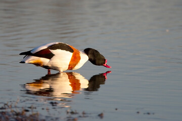 Common Shelduck (Tadorna tadorna), male standing at water's edge, evening light, Gloucestershire, England, UK.