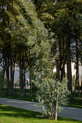 Alley of young trees Eucalyptus gunnii (Cider gum). City landscape public park 