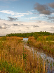 Nature landscape with a water and reed and cloudy sky in background.