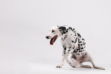 Dalmatian dog rising from the ground on a white background