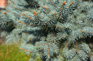 A close-up of a healthy Colorado blue spruce, evergreen coniferous tree with densely growing branches with blue-green needles.
