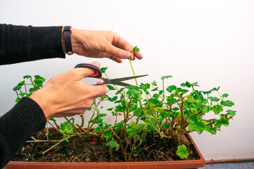 Plant care. Pruning geraniums for further lush flowering.