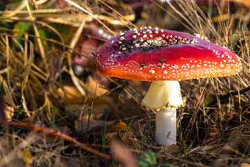 Fliegenpilz am Waldrand.