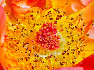 Macro photography inside a yellowish red rose.
