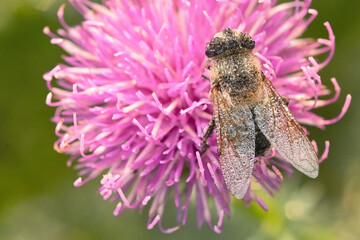 Frozen bee in november time