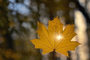 Sun Shine Through the shaped hole in the maple leaf.