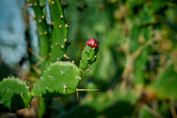Green Prickly cactus Pear Bloom against the wild nature Background