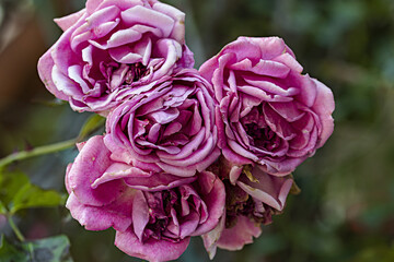 rose rosa a fine fioritua