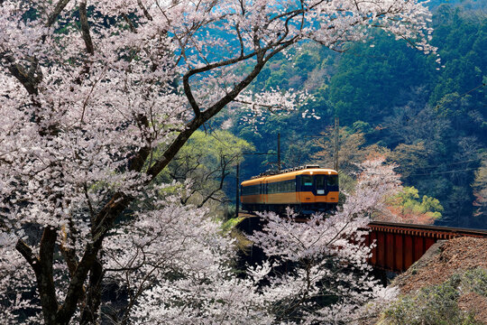 A local train traveling on a bridge by a flourishing cherry blossom ( Sakura ) tree near Kawane Sasamado Station of Oigawa Railway in Shimada, Shizuoka, Japan ~ Spring scenery of Japanese countryside
