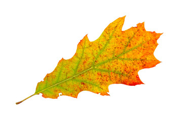 Red real oak tree autumn fall leaf isolated on white background.