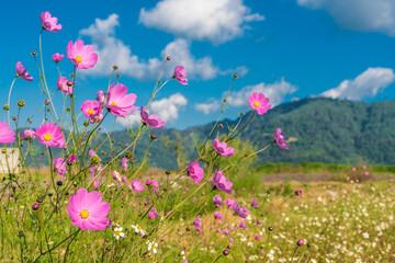 Obraz na płótnie Canvas natural flowers in the field sunny day