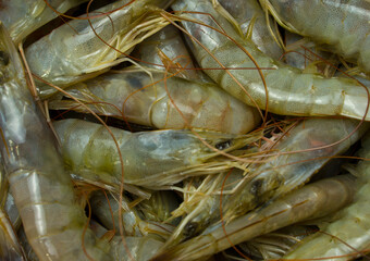Fresh white tiger prawns texture of natural seafood