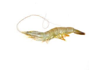 Large white tiger shrimp on a white background. Big shrimp fishing and farming concept. Shrimp for export all over the world.