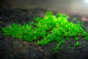 Small green bryophyta