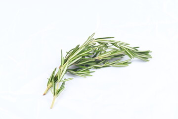 Fototapeta premium Sprig of rosemary, and evergreen aromatic herb, on white, high-key background, with bright exposure.