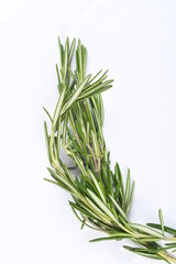 Sprig of rosemary, and evergreen aromatic herb, on white, high-key background, with bright exposure.