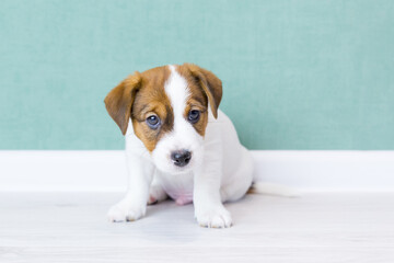 A beautiful Jack Russell Terrier puppy with brown ears sits and looks at camera against the...