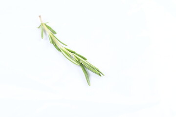 Fototapeta premium Sprig of rosemary, and evergreen aromatic herb, on white, high-key background, with bright exposure.