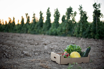 Basket full of fruits and vegetables in a field