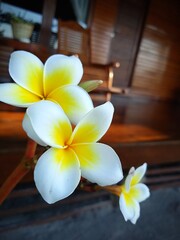 plumeria on wood