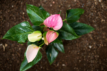 flowers called Calla lilies in a pot on the ground background