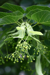 On a linden branch with symmetrically located green leaves there are original buds. The linden will blossom soon.