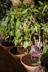 green pepper on a branch in a pot, seedlings