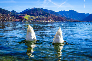 famous Tegernsee lake in Bavaria © fottoo