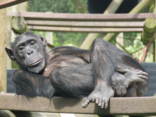 Obraz premium A chimpanzee or chimp is lying on the back and relaxing