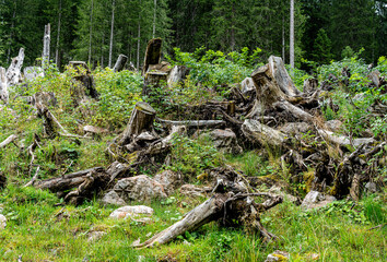 abgeholztes Waldgebiet