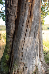 Ausgetrockneter Baum trockener Baumstamm Rinde