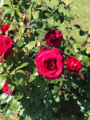 red roses in garden