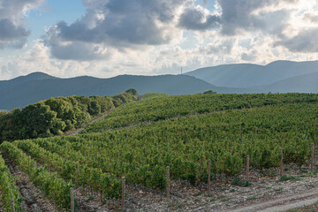 Fototapeta premium The Endless fields of vines