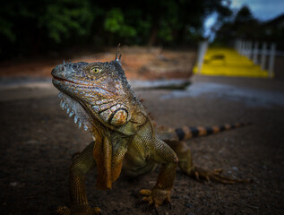 Iguana exposure done in iguana farm in Roatan, Honduras.