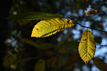 Deux feuilles jaunes avec lumière d'automne