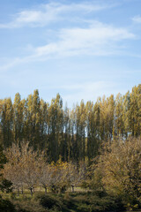 The sequence of tall green majestic trees along the road over the blue sky. Autumn outdoors scene in the daytime.