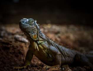 Iguana exposure done in iguana farm in Roatan, Honduras.