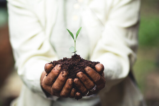 Midsection Of Person Holding Seedling