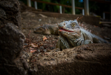 Iguana exposure done in iguana farm in Roatan, Honduras.
