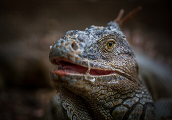 Iguana exposure done in iguana farm in Roatan, Honduras.