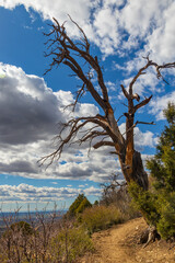 Obraz na płótnie Canvas View from Point Lookout Trail, Mesa Verde National Park, Colorado 