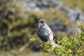 aves