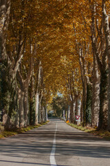 Empty car road in the village. Colorful tall trees along the car road during autumn season.