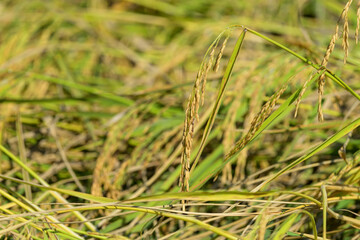 Close up of yellow rice field