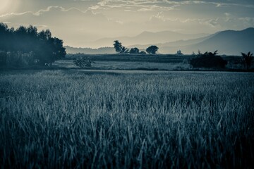Retro rice fields