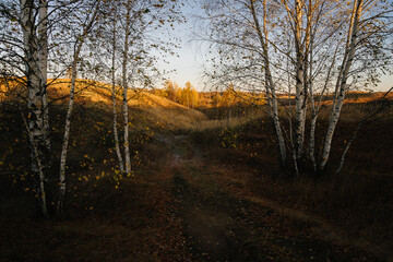 autumn in the forest